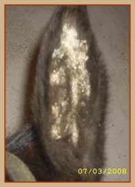 auraler Plaque – Das equine Sarkoid
