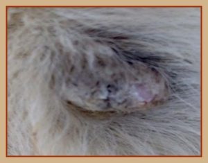Diverse Pflegecremes, Tinkturen u..  Das equine Sarkoid